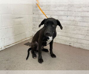 Labrador Retriever-Unknown Mix Dogs for adoption in San Bernardino, CA, USA