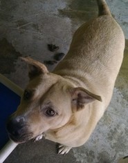 American Pit Bull Terrier-Unknown Mix Dogs for adoption in Pembroke, GA, USA