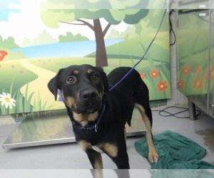 Rottweiler Dogs for adoption in Waco, TX, USA