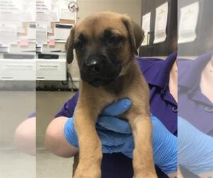 Labrador Retriever Dogs for adoption in Conroe, TX, USA