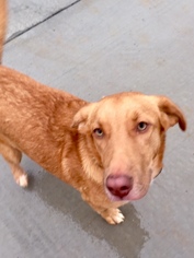 Australian Retriever Dogs for adoption in Bristol, TN, USA