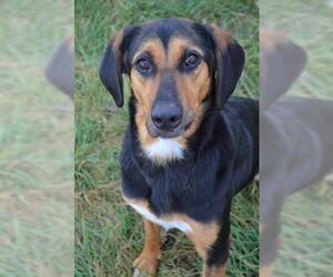 Redbone Coonhound Dogs for adoption in Lee's Summit, MO, USA