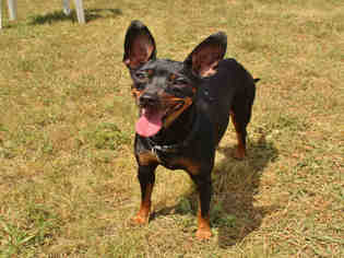 Miniature Pinscher Dogs for adoption in Springfield, MA, USA