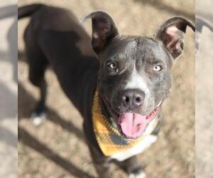 American Staffordshire Terrier-Unknown Mix Dogs for adoption in San Antonio, TX, USA
