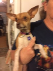 Chihuahua Dogs for adoption in Indio, CA, USA