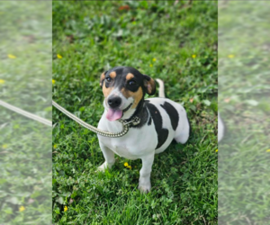 Chihuahua-Unknown Mix Dogs for adoption in Cranston, RI, USA