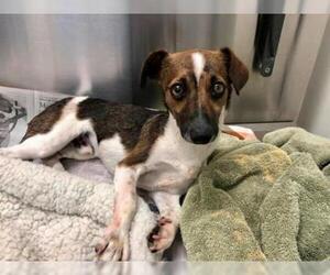 Chihuahua-Parson Russell Terrier Mix Dogs for adoption in Dallas, TX, USA