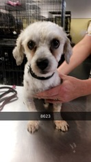 Poodle (Standard) Dogs for adoption in Chico, CA, USA