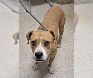 American Pit Bull Terrier Dogs for adoption in Bakersfield, CA, USA