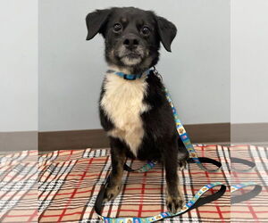 Dachshund-Unknown Mix Dogs for adoption in Princeton, MN, USA