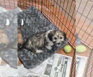 Dachshund-Unknown Mix Dogs for adoption in SHERBURNE, NY, USA