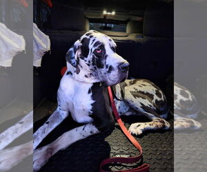 Great Dane Dogs for adoption in Bullard, TX, USA