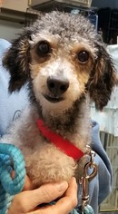 Poodle (Toy) Dogs for adoption in Columbus, OH, USA