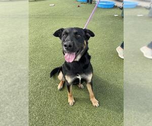 German Shepherd Dog-Unknown Mix Dogs for adoption in Pasadena, TX, USA