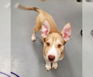 American Pit Bull Terrier-Siberian Husky Mix Dogs for adoption in Peoria, IL, USA