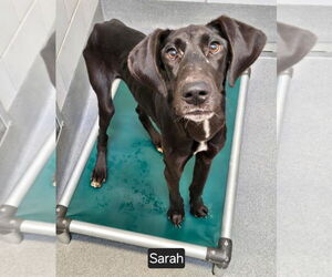 Great Dane-Unknown Mix Dogs for adoption in Bullard, TX, USA