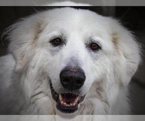 Great Pyrenees Dogs for adoption in Santa Maria, CA, USA