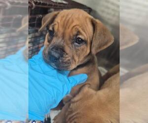 Boxer-Unknown Mix Dogs for adoption in San Antonio, TX, USA