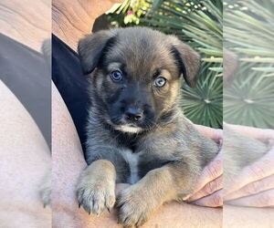 Hava-Apso Dogs for adoption in Dana Point, CA, USA