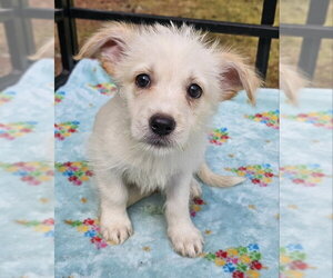 Mutt Dogs for adoption in Olalla, WA, USA