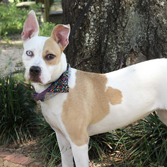 Boxer-Unknown Mix Dogs for adoption in Pensacola, FL, USA