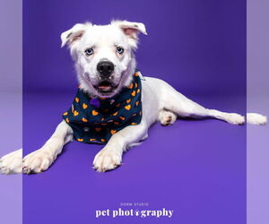 Great Pyrenees-Unknown Mix Dogs for adoption in Fargo, ND, USA