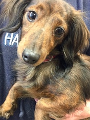 Dachshund Dogs for adoption in St. Charles, MO, USA