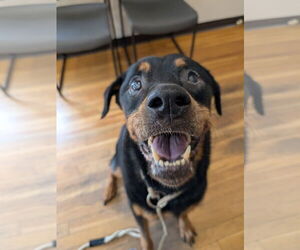 Rottweiler Dogs for adoption in Hillsboro, NH, USA