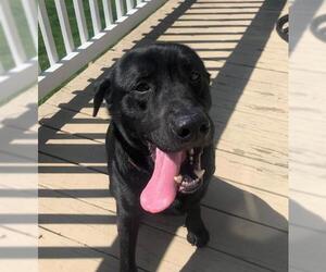 Labrador Retriever Dogs for adoption in Wheaton, IL, USA