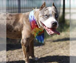 American Staffordshire Terrier-Unknown Mix Dogs for adoption in San Antonio, TX, USA