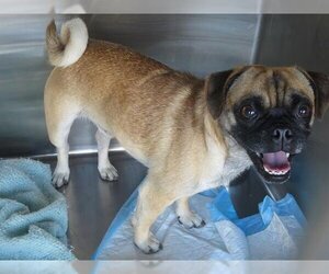 Pug Dogs for adoption in Orange, CA, USA
