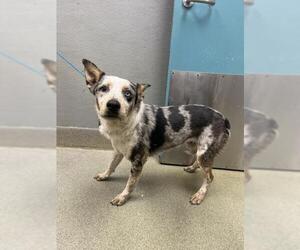 Australian Shepherd-Unknown Mix Dogs for adoption in Las Vegas, NV, USA