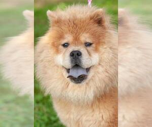 Chow Chow Dogs for adoption in Johnson City, TN, USA