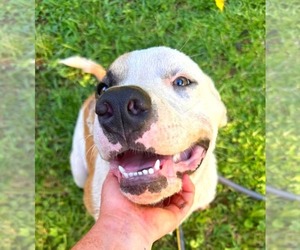 Mastiff-Unknown Mix Dogs for adoption in Calhoun, GA, USA