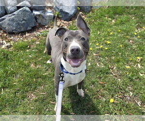 American Pit Bull Terrier-Unknown Mix Dogs for adoption in Millersville, MD, USA