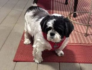 Small Shih Tzu