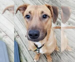 Mutt Dogs for adoption in New Castle, DE, USA