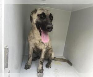 Black Mouth Cur-Unknown Mix Dogs for adoption in Houston, TX, USA