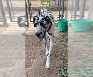 Great Dane Dogs for adoption in Pampa, TX, USA
