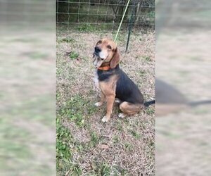 Mutt Dogs for adoption in Ocean Springs, MS, USA