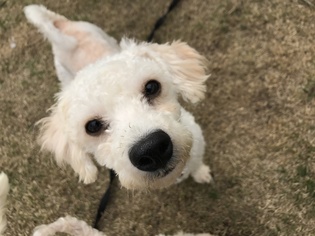 Poodle (Miniature) Dogs for adoption in Columbus, IN, USA
