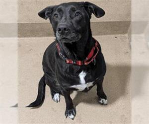 Borador Dogs for adoption in Sacramento, CA, USA