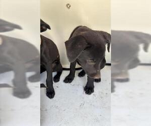 Labrador Retriever Dogs for adoption in Houston, TX, USA