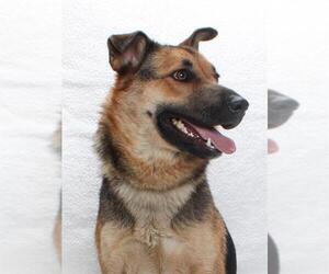 German Shepherd Dog-Unknown Mix Dogs for adoption in Burbank, CA, USA