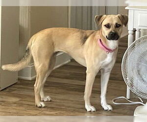 Mutt Dogs for adoption in Doylestown, PA, USA