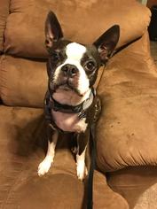 Boston Terrier Dogs for adoption in Columbus, IN, USA