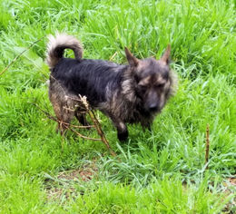 Cairn Terrier Dogs for adoption in Rock Hill, SC, USA
