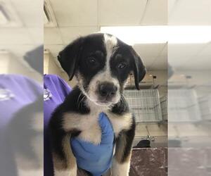 Labrador Retriever-Unknown Mix Dogs for adoption in Conroe, TX, USA