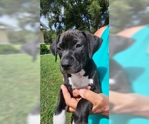 Labrador Retriever-Unknown Mix Dogs for adoption in Eustis, FL, USA