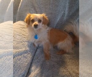 Pomeranian-Spaniel Mix Dogs for adoption in Colorado Springs, CO, USA